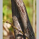 znalezisko 20100425.4.js - Staphylea pinnata (kłokoczka południowa); Bukowa Góra