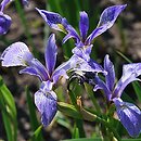kosaciec rÃ³Å¼nobarwny (Iris versicolor)