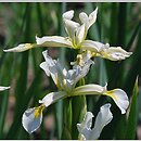 kosaciec sÅ‚onolubny (Iris halophila)