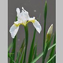 znalezisko 20100529.26.js - Iris sibirica (kosaciec syberyjski); Arboretum Wojsławice