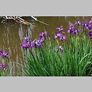 znalezisko 20100529.27.js - Iris sibirica (kosaciec syberyjski); Arboretum Wojsławice