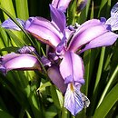 Iris graminea (kosaciec trawolistny)