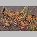znalezisko 00010000.14.kswit - Drosera rotundifolia (rosiczka okrągłolistna); poj. Krzywińskie