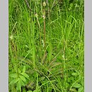znalezisko 00010000.25.kswit - Pedicularis sceptrum-carolinum (gnidosz królewski); Szwecja, Laponia