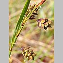 turzyca patagoÅ„ska (Carex magellanica ssp. irrigua)