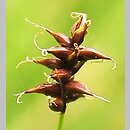 znalezisko 20140614.1.kswit - Carex dioica (turzyca dwupienna)