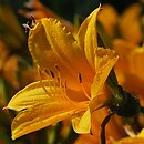 Hemerocallis dumortieri (liliowiec Dumortiera)