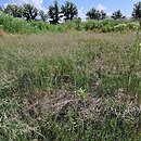 Chenopodio glauci-Puccinellietum - zespół komosy sinej i mannicy odstającej