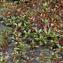 ludwigia bÅ‚otna (Ludwigia palustris)