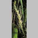 znalezisko 00010000.am_6.m - Selaginella selaginoides (widliczka ostrozębna); Feldberg, Niemcy