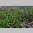 znalezisko 20110717.41.js - Agrostis stolonifera (mietlica rozłogowa)