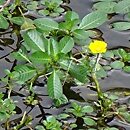 Ludwigia peploides