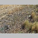 znalezisko 20160924.1.mlc - Chondrilla juncea (chondrilla sztywna); Loutraki, okolice Kanału Korynckiego, Grecja