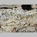 znalezisko 20190914.3.mlc - Sedum dasyphyllum (rozchodnik brodawkowaty); Paestum, Kampania, Płd. Włochy