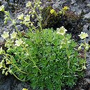 Saxifraga moschata ssp. basaltica (skalnica darniowa bazaltowa)