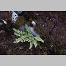 znalezisko 20110812.1.mml - Woodsia alpina (rozrzutka alpejska)