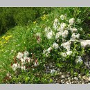 Salix alpina (wierzba alpejska)