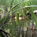 Carex pseudocyperus (turzyca nibyciborowata)