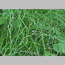 znalezisko 20050710.11.mr - Carex remota (turzyca rzadkokłosa); Suwalszczyzna