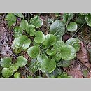 znalezisko 20050710.8.mr - Pyrola rotundifolia (gruszyczka okrągłolistna); Suwalszczyzna