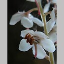 Pyrola rotundifolia (gruszyczka okrÄ…gÅ‚olistna)