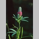 koniczyna dÅ‚ugokÅ‚osowa (Trifolium rubens)
