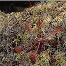 znalezisko 00010000.87.mr - Drosera rotundifolia (rosiczka okrągłolistna); Suwalszczyzna