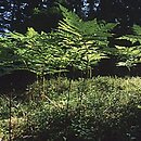 orlica pospolita (Pteridium aquilinum)