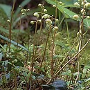 gruszyczka zielonawa (Pyrola chlorantha)