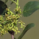 Rhamnus cathartica (szakłak pospolity)