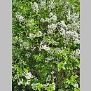 znalezisko 20220516.5.22 - Spiraea prunifolia (tawuła śliwolistna); Arboretum Bolestraszyce