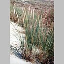 piaskownica zwyczajna (Ammophila arenaria)