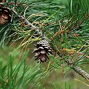 Pinus contorta (sosna wydmowa)