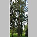 znalezisko 20110830.17.mtbobiec - Pinus jeffreyi (sosna Jeffreya); Wrocław, Park Szczytnicki