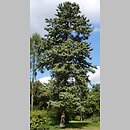 znalezisko 20110831.3.mtbobiec - Pinus wallichiana (sosna himalajska); Wrocław, Park Szczytnicki