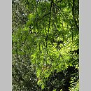 znalezisko 20110830.19.mtbobiec - Pterocarya fraxinifolia (skrzydłorzech kaukaski); Wrocław, Park Szczytnicki