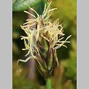 znalezisko 20140427.1.mzch - Carex chordorrhiza (turzyca strunowa); okolice Parczewa