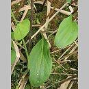 znalezisko 20160721.1.mzch - Swertia perennis ssp. perennis (niebielistka trwała typowa); okolice Dąbrowy Białostockiej (Kamienna Stara)