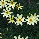 Coreopsis verticillata Moonbeam