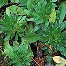 Androsace sarmentosa (naradka odroÅ›lowa)