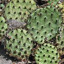 Cactaceae (kaktusowate)