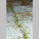 turzyca piaskowa (Carex arenaria)