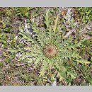znalezisko 20060719.1.pb - Carlina onopordifolia (dziewięćsił popłocholistny); murawa kserotermiczna na kredzie; okolice Chełma
