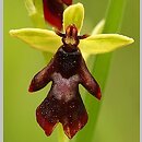 Ophrys (dwulistnik)
