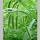 znalezisko 00010000.3.pdrz - Carex pseudocyperus (turzyca nibyciborowata)