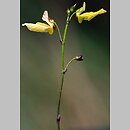 znalezisko 20030614.2.pg - Utricularia minor (pływacz drobny); na północ od Kaszubskiego Parku Krajobrazowego