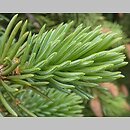 znalezisko 20220526.1a.pgrz - Picea sitchensis (świerk sitkajski); woj. małopolskie, Chrzanów, ulica Jordana
