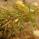 znalezisko 20220924.1.pgrz - Ceratophyllum demersum (rogatek sztywny); woj. śląskie, Imielin, północny brzeg Zbiornika Dziećkowickiego (jezioro Imielińskie)