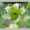 znalezisko 20200606.2.pgrz - Tellima grandiflora (telima wielkokwiatowa); woj. śląskie, Zabrze, Miejski Ogród Botaniczny