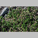Arenaria grandiflora (piaskowiec wielkokwiatowy)